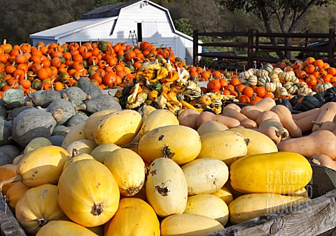 LARGE_DISPLAY_OF_PUMPKINS_SQUASHES_AND_GOURDS
