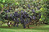 DIMOCARPUS LONGAN VAR MALESIANUS TREES WITH BLACK NET BAGS TO PROTECT FRUIT