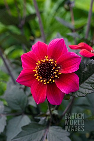 Dahlia Dracula