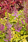 ASTILBE x ARENDSII COLORFLASH LIME