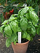 LETTUCE LEAF BASIL IN CONTAINER