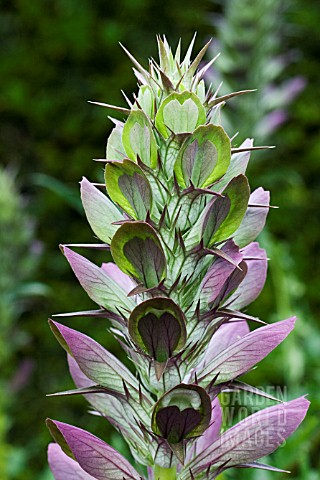 ACANTHUS_SPINOSA