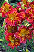 SALPIGLOSSIS ROYALE RED BICOLOUR
