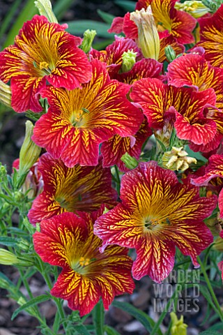 SALPIGLOSSIS_ROYALE_RED_BICOLOUR
