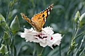 DIANTHUS BRIGHT EYES WITH PAINTED LADY BUTTERFLY