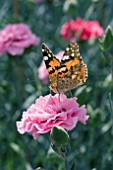 DIANTHUS VALDA WYATT WITH PAINTED LADY BUTTERFLY