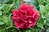 PETUNIA SURFINIA DOUBLE RED