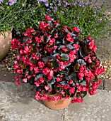 BEGONIA DOUBLET RED IN PATIO TUB