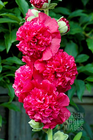 ALCEA_ROSEA_CHATERS_DOUBLE_RED