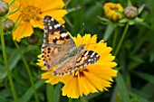 COREOPSIS GOLDTEPPICH WITH PAINTED LADY BUTTERFLY