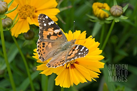 COREOPSIS_GOLDTEPPICH_WITH_PAINTED_LADY_BUTTERFLY