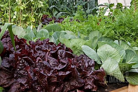 MIXED_VEGETABLE_RAISED_BED