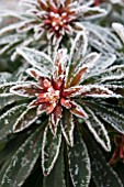 EUPHORBIA RUDOLPH WITH FROST