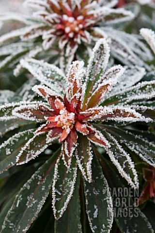 EUPHORBIA_RUDOLPH_WITH_FROST