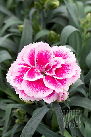 DIANTHUS_ODESSA_EASY_PINK