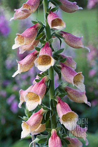 DIGITALIS_POLKADOT_PIPPA