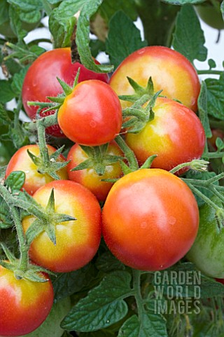 TOMATO_SWEET_N_NEAT_RED
