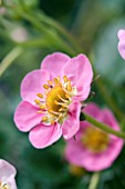 STRAWBERRY LORAN PINK FLOWERS