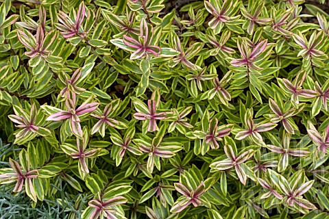 Hebe Purple Shamrock
