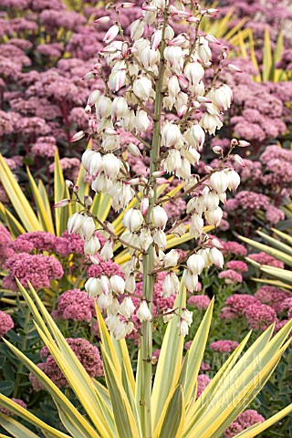 Yucca Bright Star