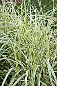 MISCANTHUS DIXIELAND (VARIEGATED)
