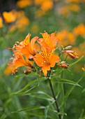 Alstroemeria Haemantha