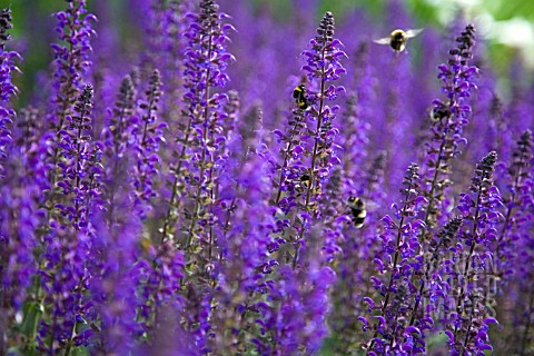 SALVIA_X_SYLVESTRIS_MAINACHT