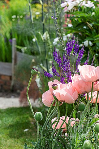 PINK_AND_PURPLE_COTTAGE_GARDEN_MIX