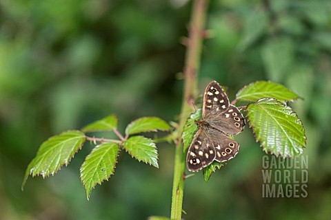 SPECKLED_WOOD_BUTTERFLY_PARARGE_AEGERIA