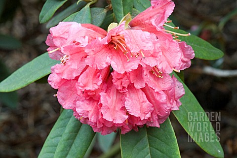 RHODODENDRON_NOBLEANUM_GROUP