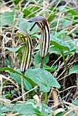 ARISARUM VULGARE,  FRIARS COWL,  GREEN AND BROWN FORM,  CRETE,  OCTOBER