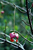 EUONYMUS PLANIPES, SPINDLE TREE