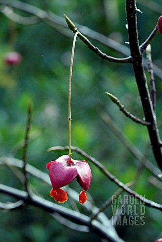 EUONYMUS_PLANIPES_SPINDLE_TREE