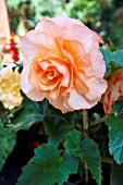 BEGONIA APRICOT DELIGHT