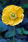 MECONOPSIS CAMBRICA,  WELSH POPPY