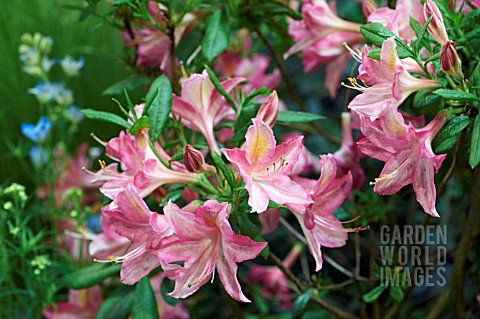 RHODODENDRON_PINK_PERFECTION