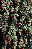 COTONEASTER COCHLEATUS