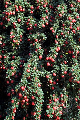 COTONEASTER_COCHLEATUS
