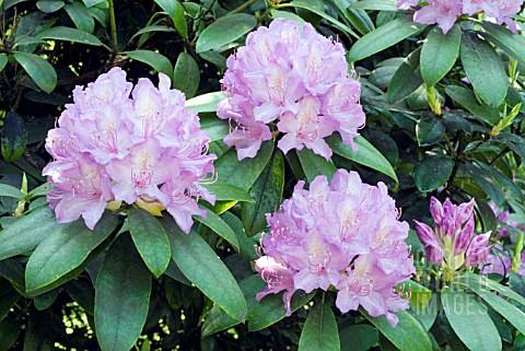 RHODODENDRON_CATAWBIENSE