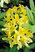 RHODODENDRON LUTEUM