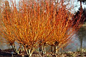 MHJ8335_SALIX_ALBA_VITELLINA_YELVERTON_AT_RHS_WISLEY_GARDEN.jpg