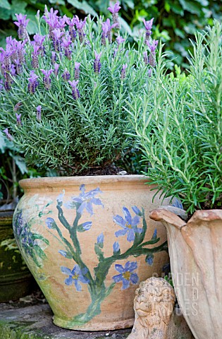 CONTAINERS_WITH_HERBS__LAVANDULA_STOECHAS_AND_ROSMARINUS_OFFICINALIS