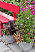 CONTAINERS WITH ANNUALS - PETUNIA, IPOMOEA, COSMOS