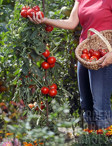 HARVESTING_TOMATOES_IN_THE_SUMMER