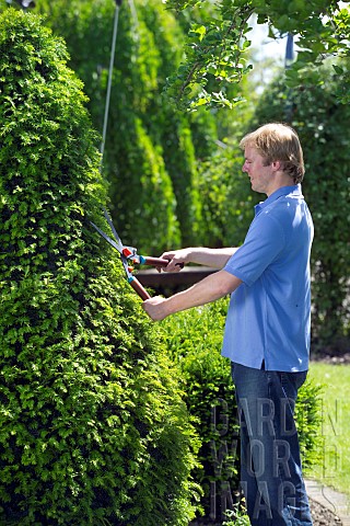 TRIMMING_CONIFERS_WITH_SHEARS