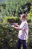 PERSON CUTTING PRUNING HEDGES