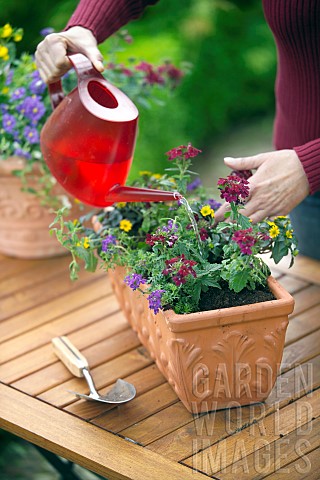 WATERING_VERBENA__CONTAINER_PLANTING