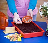 SOWING MARIGOLD SEEDS IN TRAY