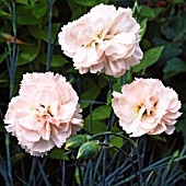 DIANTHUS WIDECOMBE FAIR (AGM), (SCENTED PINK)