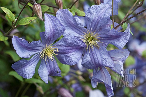 CLEMATIS_PRINCE_CHARLES